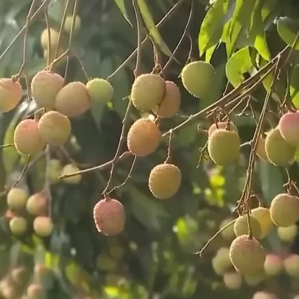 [video]-chua-vao-chinh-vu,-vai-thieu-da-lo-“duoc-mua-nhung-mat-gia”