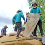 Không dễ tăng lượng gạo Việt xuất khẩu sang Nhật dù nước bạn đang thiếu, vì sao?