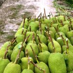 mit-thai,-oi,-xoai-dong-gia-1.000-dong/kg