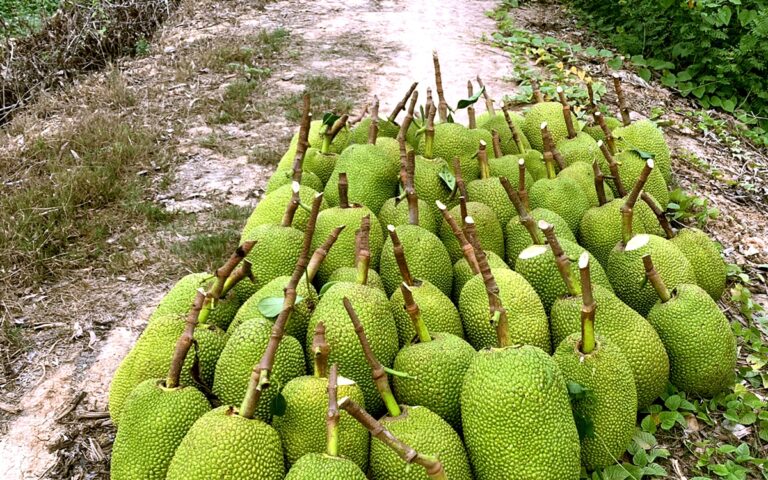mit-thai,-oi,-xoai-dong-gia-1.000-dong/kg