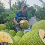 Nhiều loại trái cây rớt giá 'không lối thoát'