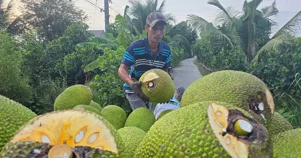 nhieu-loai-trai-cay-rot-gia-‘khong-loi-thoat’