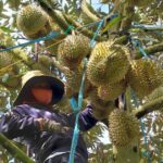 Xuất khẩu rau quả sang Trung Quốc tiếp tục giảm sâu