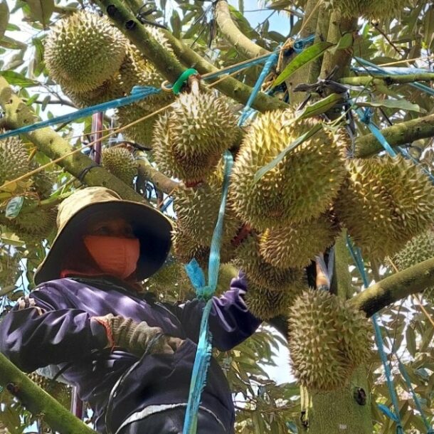 xuat-khau-rau-qua-sang-trung-quoc-tiep-tuc-giam-sau