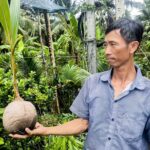 Giá dừa tăng cao kỷ lục, dừa giống cũng tăng giá gấp đôi