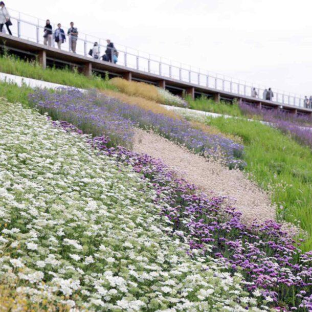 sky-garden-in-full-bloom-atop-osaka-expo’s-grand-ring