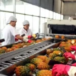 Vì sao Việt Nam tăng nhập khẩu nông sản?