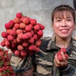 Điệp khúc vải thiều 'được mùa mất giá', nông dân gồng mình đẩy hàng
