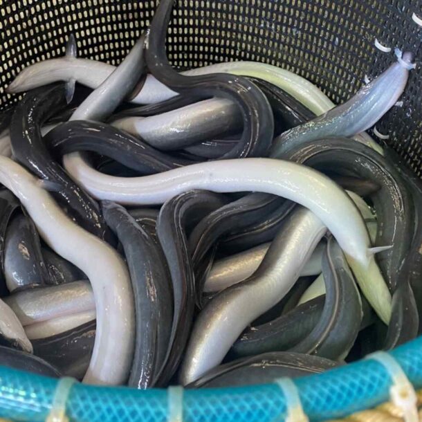 eu-weighs-adding-eels-to-protected-species-list-over-tokyo’s-objection