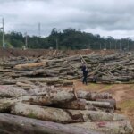 1.800m³ gỗ rừng ở Quảng Nam ế ẩm, 5 lần đấu giá, 2 lần đại hạ giá vẫn không 'trôi'