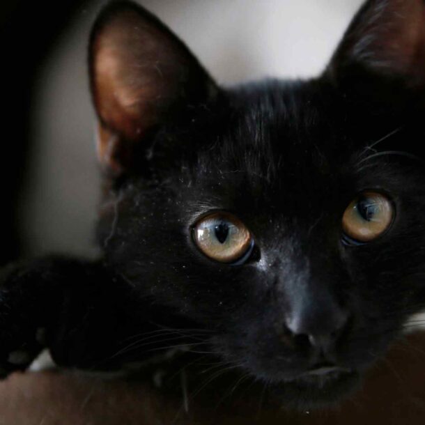 is-your-cat-stressed?-tokyo-startup’s-smart-collar-finds-out