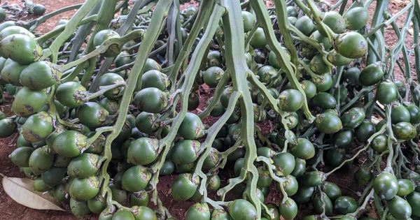 viet-nam-nhap-khau-cau-tang-1.303%