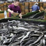 EU set to propose protection of eels as endangered species