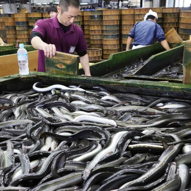 eu-set-to-propose-protection-of-eels-as-endangered-species