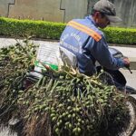 Vì sao Việt Nam tăng mạnh việc nhập khẩu cau?