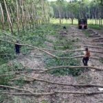 Bình Phước ‘bác’ toàn bộ kiến nghị của Tập đoàn Sơn Hải