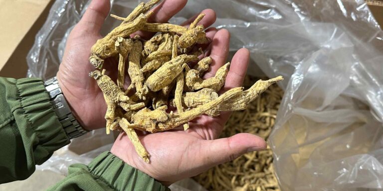 american-ginseng-farmers-on-brink-as-us-china-trade-war-drags