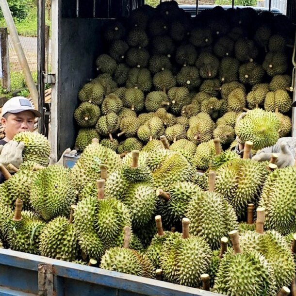 tai-sao-nguoi-viet-chi-hon-9-trieu-usd-mua-sau-rieng-ngoai?