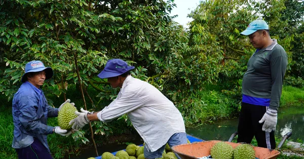 dai-phau-‘vua’-trai-cay-ty-usd:-loay-hoay-giua-ma-tran-tieu-chuan