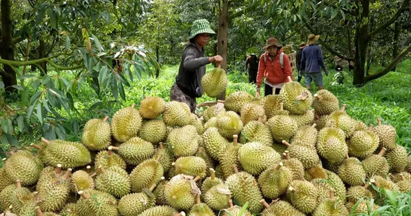 dai-phau-‘vua’-trai-cay-ty-usd-–-bai-1:-vi-sao-cuc-bao-ve-thuc-vat-phot-lo-canh-bao?