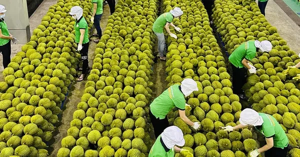viet-nam-trong-cuoc-dua-khoc-liet-gianh-thi-phan-sau-rieng-tai-trung-quoc