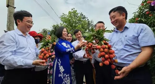 xuat-khau-lo-vai-thieu-thanh-ha-dau-tien-di-nhat,-uc