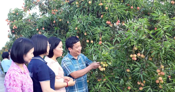 thuong-lai-trung-quoc-ruc-rich-thu-mua-vai-thanh-ha