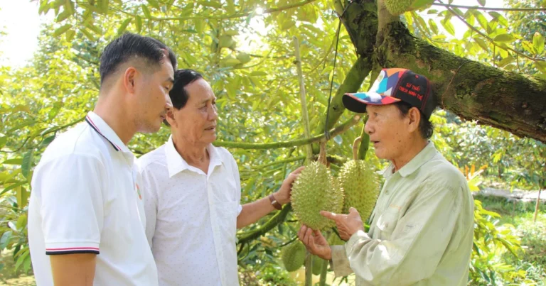 nhung-ty-phu-miet-vuon-hau-giang