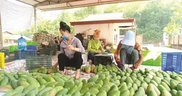 xoai-viet-nam-dang-‘lam-mua-lam-gio’-o-trung-quoc