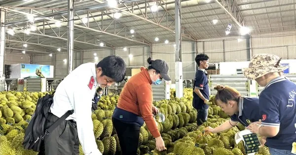 sau-rieng-viet-nam-se-di-dau-ve-dau?