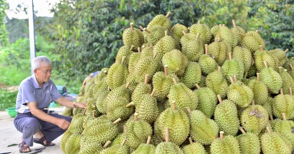 ket-qua-kiem-tra-chat-cam-trong-sau-rieng-lam-dong