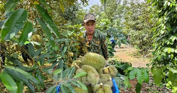 sau-rieng-viet-nam-don-tin-vui