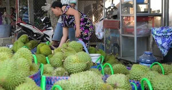 gia-lao-doc,-xuat-khau-bat-thanh,-nguoi-trong-sau-rieng-vo-mong?