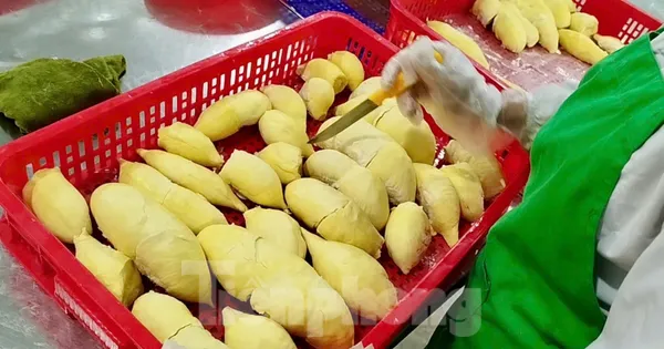 ‘bao-dong-do’-sau-rieng-viet-nam
