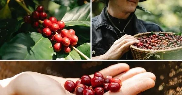 ca-phe-robusta-viet-nam-dang-bi-de-doa