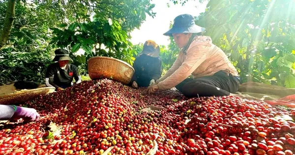 viet-nam-co-ca-phe-dac-san,-gia-cao-gap-doi-mat-bang-the-gioi