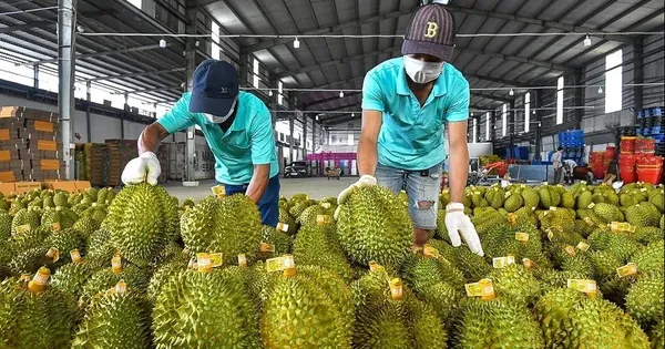 sau-rieng-‘vap-nga’-khien-xuat-khau-rau-qua-lao-doc