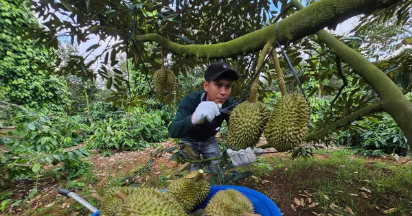 dai-phau-‘vua’-trai-cay-ty-usd-–-bai-3:-sau-rieng-buoc-vao-chinh-vu,-noi-lo-vo-tran