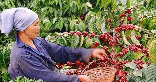 gia-ca-phe-viet-nam-cao-nhat-tu-truoc-den-nay
