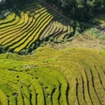san-xuat-nong-nghiep-thang-5/2025-tang-truong-kha