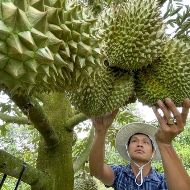 moi-chuyen-gia-trung-quoc-sang-kiem-tra-thuc-dia-chuoi-xuat-khau-sau-rieng-viet-nam