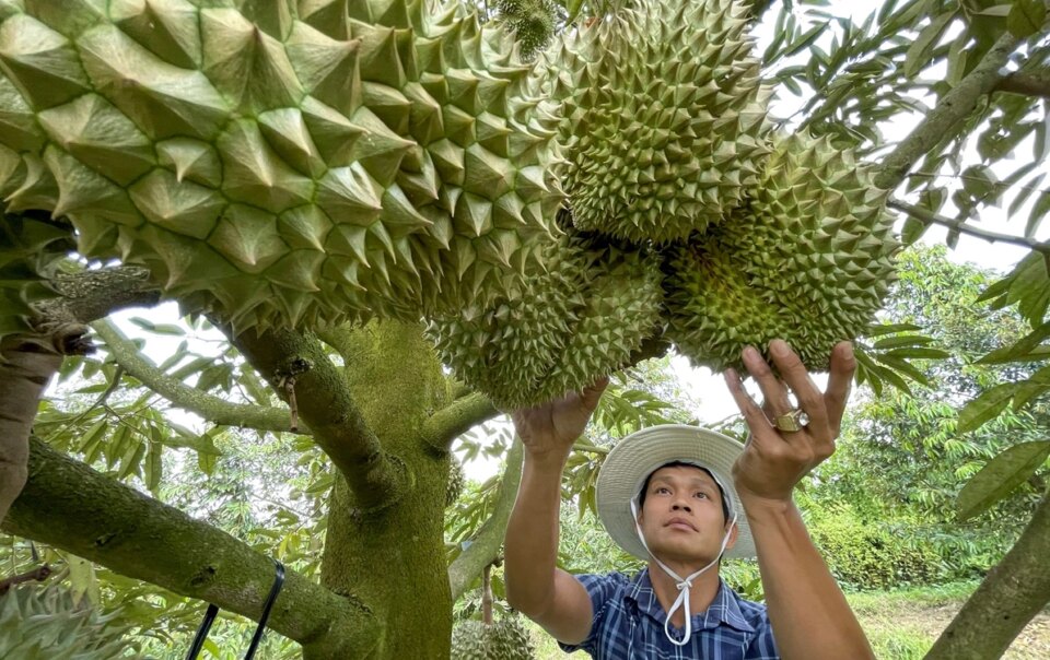 moi-chuyen-gia-trung-quoc-sang-kiem-tra-thuc-dia-chuoi-xuat-khau-sau-rieng-viet-nam