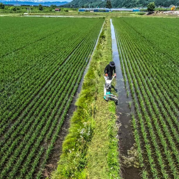 japan’s-rice-price-shock-exposes-pm-ishiba-to-voter-anger-as-election-looms