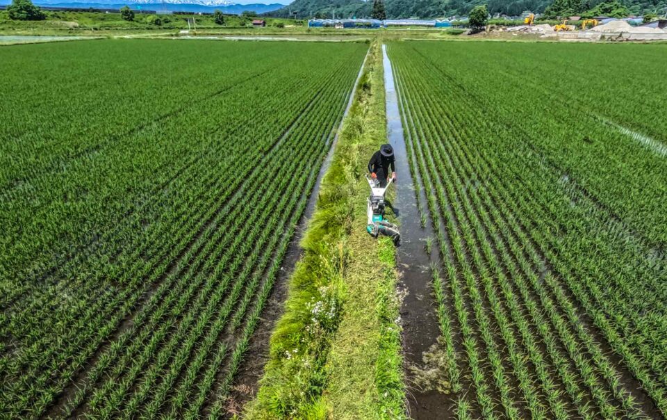japan’s-rice-price-shock-exposes-pm-ishiba-to-voter-anger-as-election-looms
