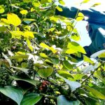 Giá hồ tiêu Việt Nam 'phân hóa' với quốc tế