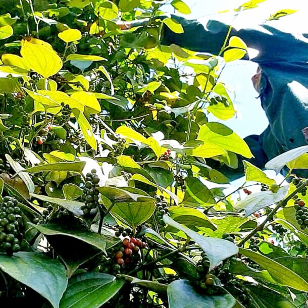 gia-ho-tieu-viet-nam-‘phan-hoa’-voi-quoc-te