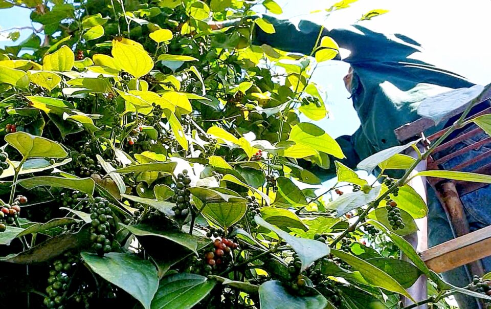gia-ho-tieu-viet-nam-‘phan-hoa’-voi-quoc-te