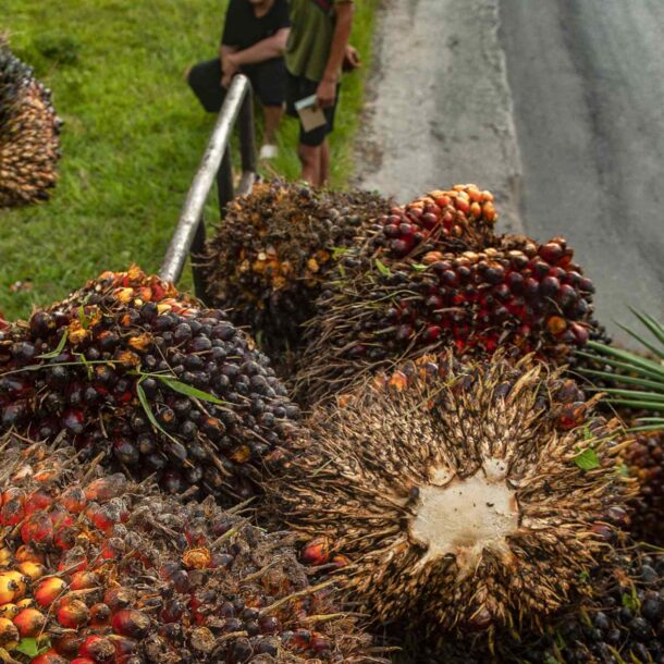 palm-oil-markets-roiled-by-biofuel-rules-and-geopolitical-shocks
