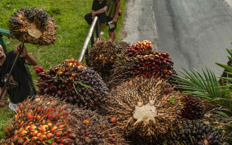 palm-oil-markets-roiled-by-biofuel-rules-and-geopolitical-shocks