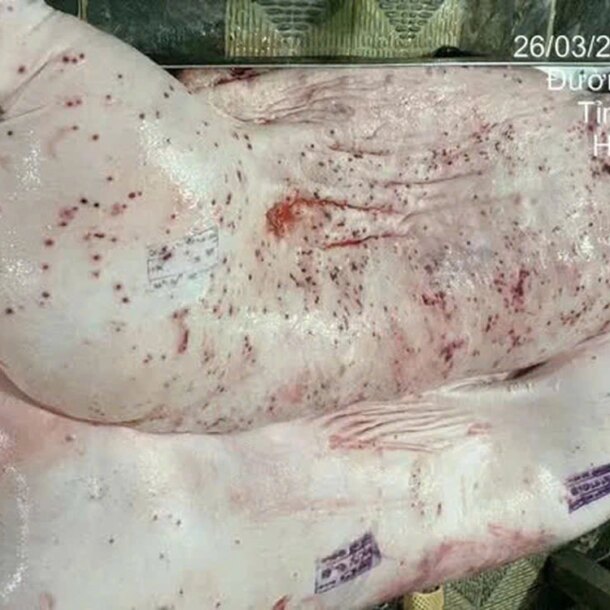 bo-cong-an-lam-ro-dong-co-phat-tan-hinh-anh-to-cp.-viet-nam-ban-heo-benh